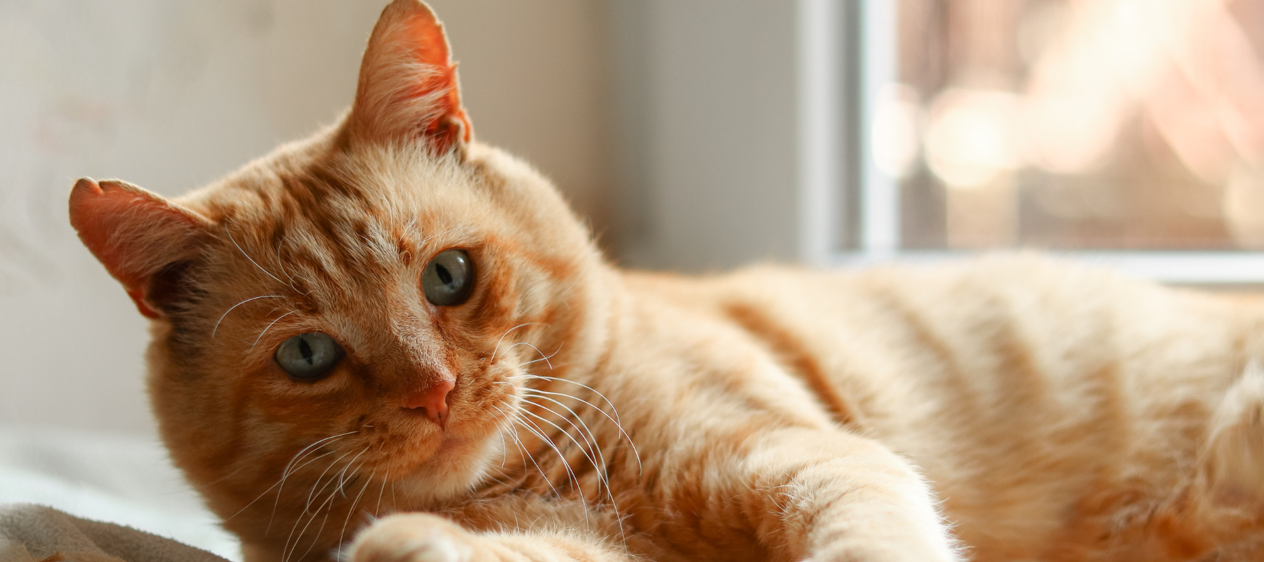 An orange cat laying by a window.