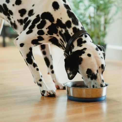 A dalmation eating out of a food bowl.