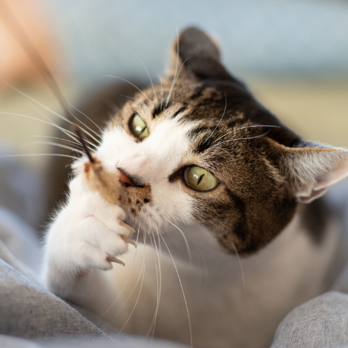 A cat playing with a toy.