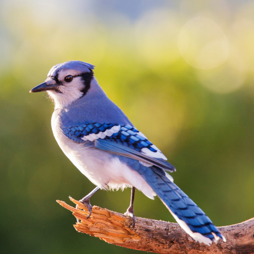 A Bluejay on a branch